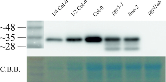 Western blot using anti-PGRL1 antibodies